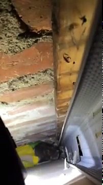 Des chatons coincés dans le mur d'une maison