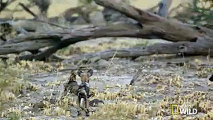 Before their first hunt, three wild dog pups must learn their place in the world. `Africas Deadliest`