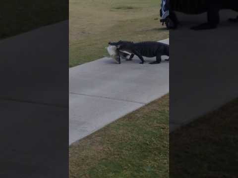 Alligator Strolls Across Florida Golf Course Carrying a Big Fish