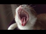 A Cat Yawning in Extreme Slow-Motion Is Terrifying