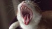 A Cat Yawning in Extreme Slow-Motion Is Terrifying