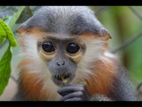 Meet the Cute Inhabitants of the Endangered Primate Rescue Center