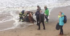 Horse Stuck in Sand Is Rescued as Tide Rises