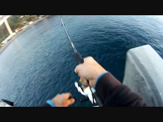 Bicuda/Barracuda Ilha da Madeira - SpinningMadeira - Porto Novo