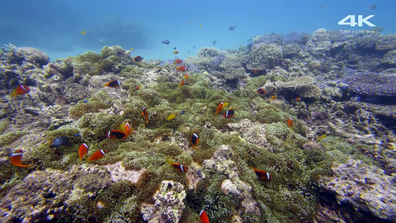 Демонстрация 4К ¦ Подводный мир