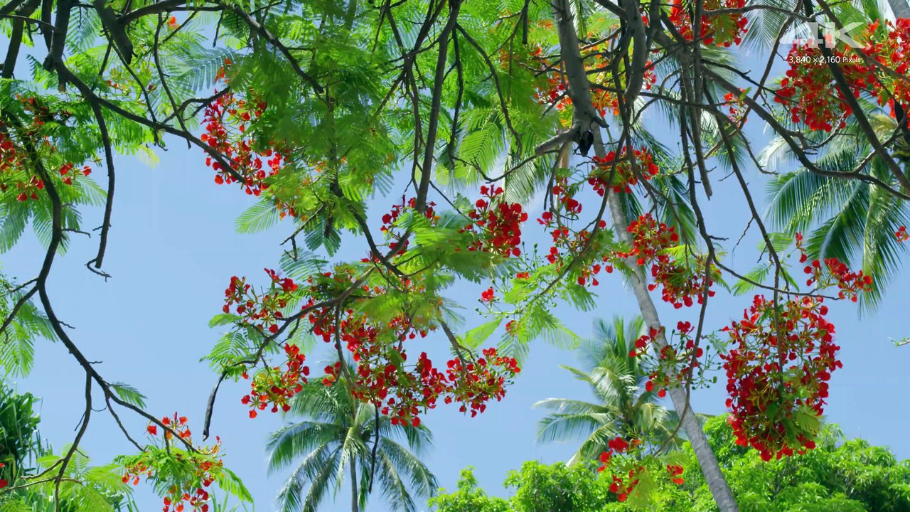 Демонстрация 4К ¦ Сёрфинг