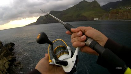 Bicuda/barracuda - Ilha da Madeira - SpinningMadeira - Caniçal