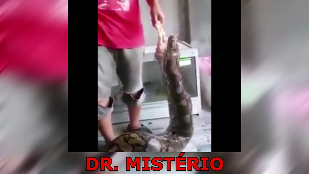 Maluco alimentando uma Python de estimação