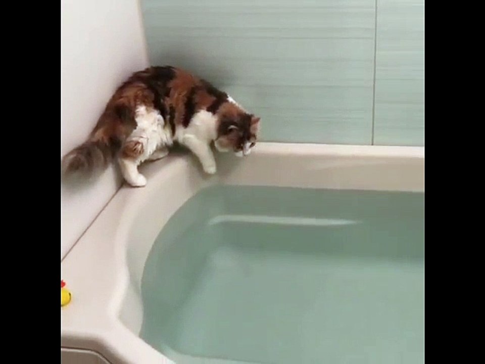 Un chat un peu trop curieux tombe dans un bain !