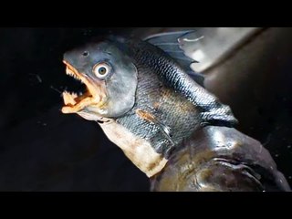 DYING REBORN Bande Annonce (Horreur - 2017)