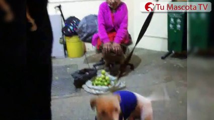 Perrito criollo moviendo su colita  | Tu Mascota TV