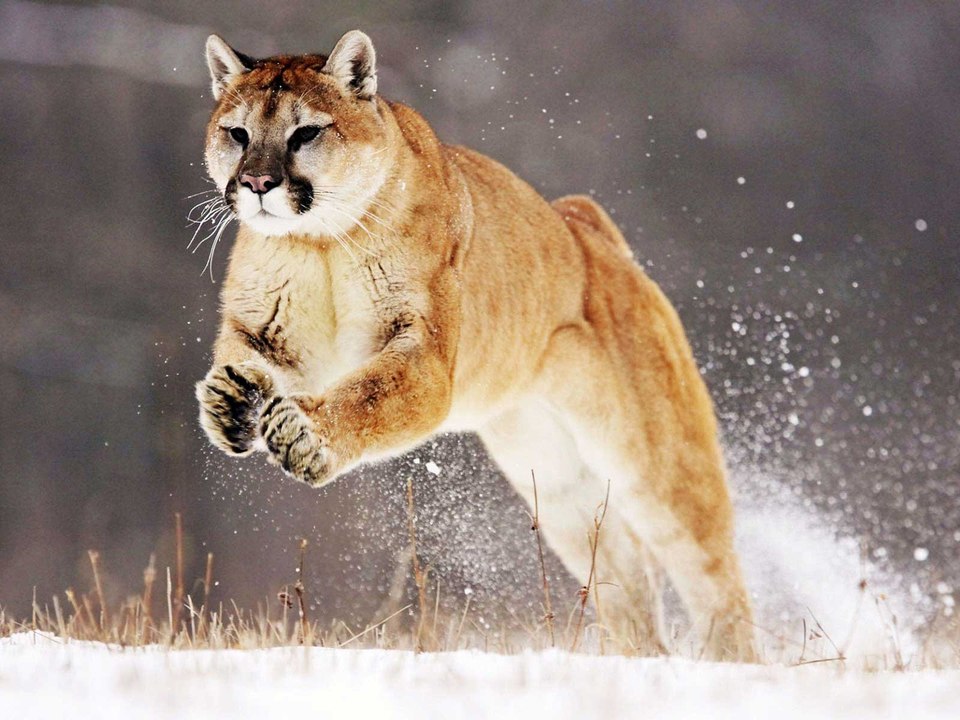 Top ataque de animais selvagens #6, Animais selvagens atacando, Animals, Confrontos animais, Serpentes atacando animais