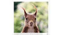 [PDF Download] Eichhörnchen in meinem Garten 2017: Wandkalender - Fotografiert von Uli Stein