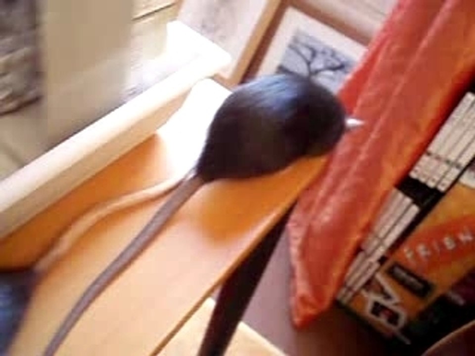 Rattes très actives!