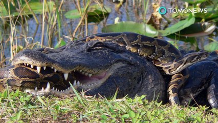 Python sufoca jacaré em luta debaixo da água.