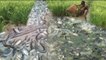 Wow! Amazing Boys Fishing - How To Catch Fish In Rice Farm With Hand In Cambodia