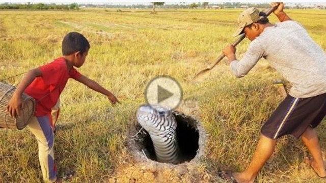 Wow! Two Boys Catch Biggest Snake In The Hole By Digging - How to Dig & Catch Big Snake In Cambodia