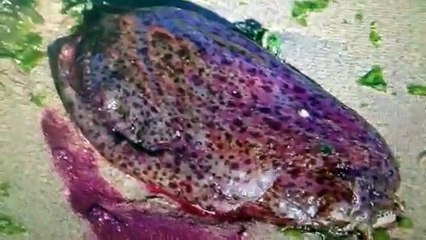 Creatures Crawl Out Of California Coast