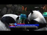 Kasih Sayang Seekor Panda Kepada Anaknya yang Baru Lahir - NET24