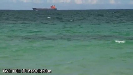 Dark Shape Near Beach - Mysterious Creatures