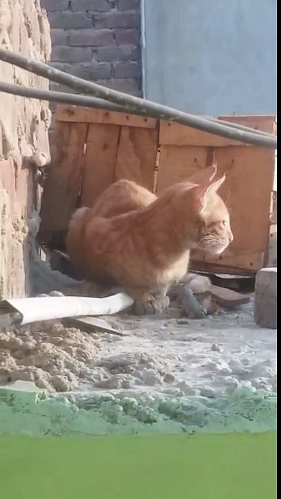 cat is bussy