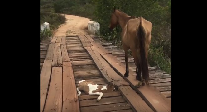 Un poulain coincé sur le pont.Ce que cet homme va faire est incroyable !