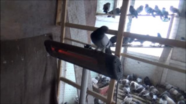 Elektrikli Isıtıcıyla Güvercinleri Soğuktan Koruyor
