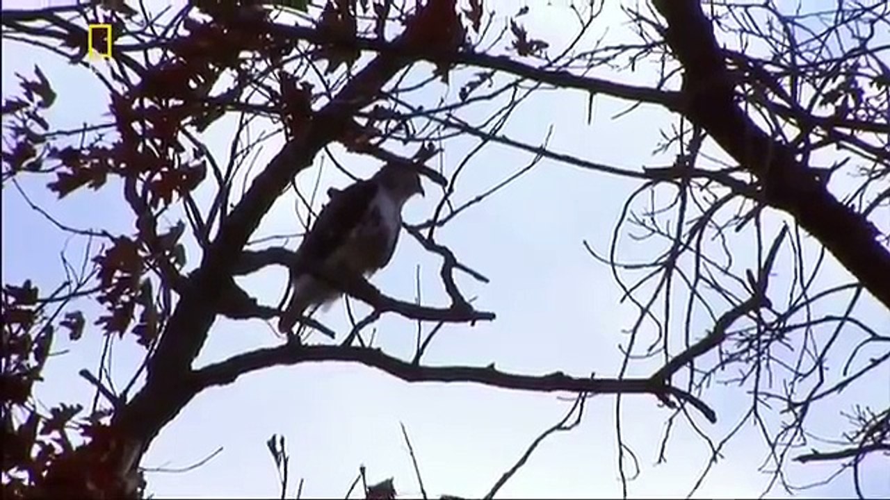 Спецвыпуск Сила хищников National Geographic