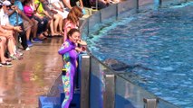 Dolphin Days (Full Show) at SeaWorld San Diego on 8_30_15