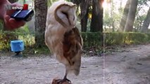 Owl - A Funny Owls And Cute Owls Compilation __ NEW