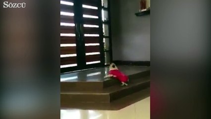 Sevimli köpek pes mi edecek?