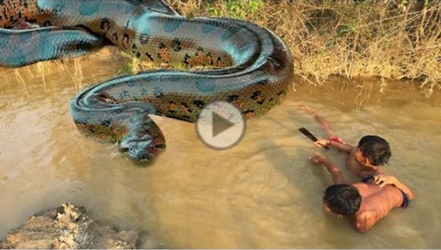 Amazing Children Catch Water Snake Using Cambodia Traditional Fishing Tool