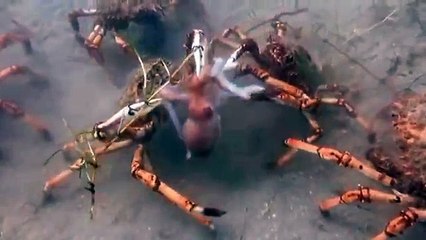 Des dizaines de crabes géants attaquent une pieuvre et ne lui laissent aucune chance