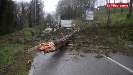 Pays de Landerneau. Des arbres éparpillés un peu partout sur les chaussées (Le Télégramme)