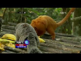 Monyet Langka Tamarin Singa Emas - NET12