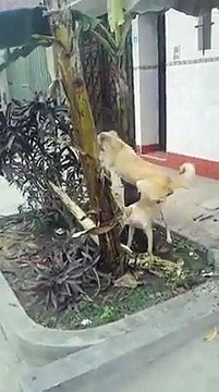 Un chien futé pret à tout pour attraper ce chat !
