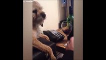 Quand ton chien sent que t'es pas loin de l'alcoolisme et te sauve la vie