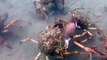 Ce plongeur filme des crabes géants attaquer et dévorer une pieuvre !