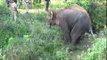 Sidda Elephant Rescued, Treatment from Kerala Veterinarians