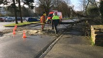 Tempête Zeus. Une hécatombe d'arbres