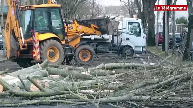 Tempête Zeus. Lorient : une rue bloquée par la chute de deux arbres