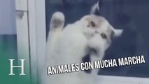 Animales con mucha marcha