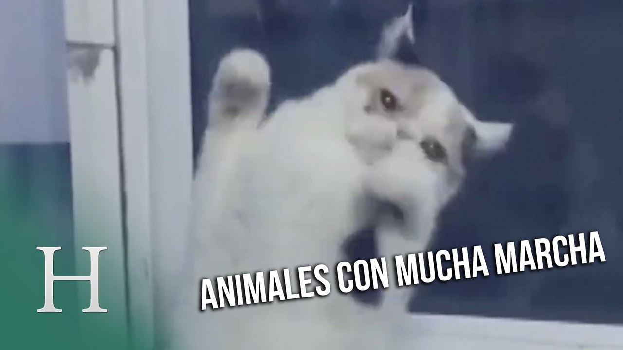 Animales con mucha marcha