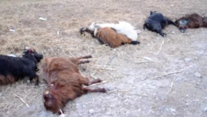 Gübre Yiyen Onlarca Keçi Telef Oldu