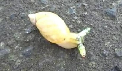 Bu hayvanı görenler şaştı kaldı... 'Uzaydan gelmiş gibi'