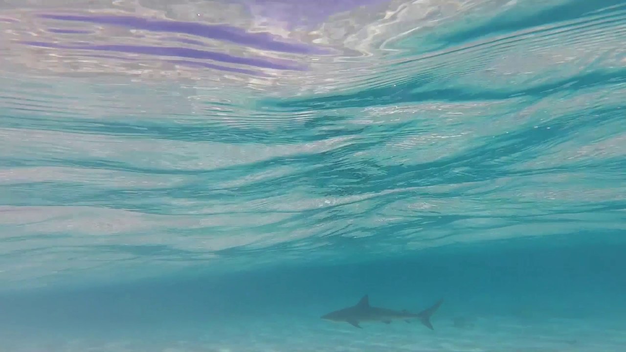 Saison 1 #7 - Sensations aquatiques en famille - Bahamazing Experiences