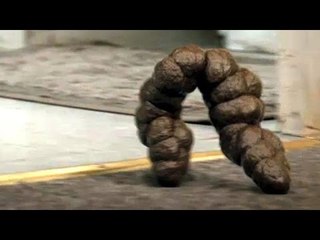 Une crotte de chien va toute seule se jeter aux toilettes. NORMAL.