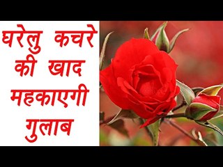 Homemade fertilizer for Roses | घरेलु कचरे की खाद महकाएगी ग़ुलाब | Boldsky