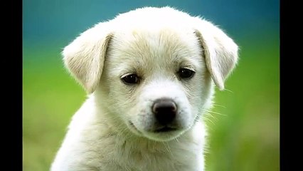 21 Creepiest Dolls Ever!