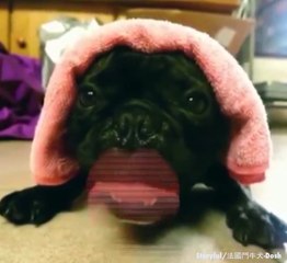 Este cão imita perfeitamente o motor de um carro